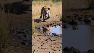 Hyena Hunt Turns DEADLY in Seconds|Crocodile Ambush Shock🦌🐆🐊#viralvideo #viralshorts #animals#shorts