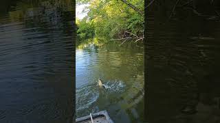 BASS SMACKS JIG #trending #shortvideo #shorts #viralshort #bass #crappie