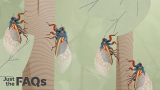 Here's what to know about the billions of cicadas Brood X that will soon be emerging | Just the FAQs