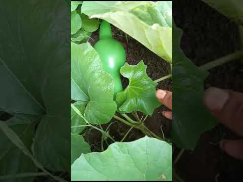 Bansuri Been Tumbuhan Snake Shorts 9322622290 Bansuri Been Tumbuhan Snake Shorts 9322622290