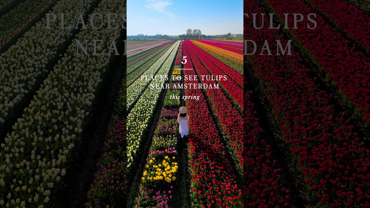 🇳🇱 5 places to see tulips near Amsterdam 
