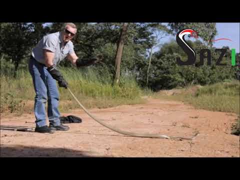 Black Mamba being released into the wild