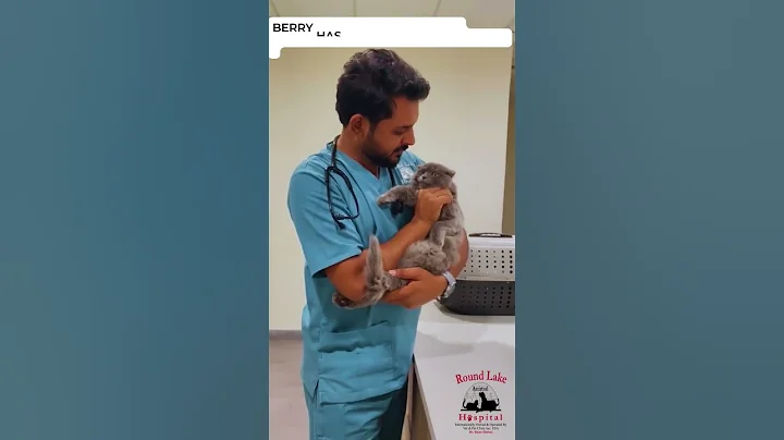 Video 9423411: scottish fold cat, beautiful scottish fold