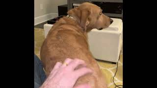 Funny Dog Wiggle Booty Dance Lol