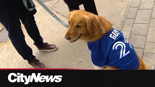 Blue Jays fans gear up for Game 2 of the World Series
