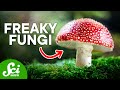6 Weird Mushrooms (And Other Fungi)