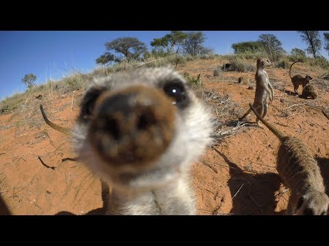 Robot Meerkat Babysits Cute Meerkat Babies