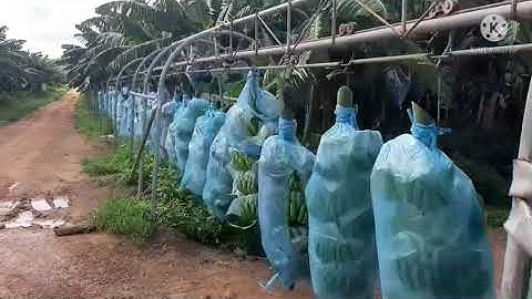 RÒNG RỌC THU HOẠCH CHUỐI GIÀ NAM MỸ