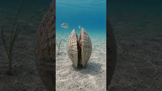 clam walks #underwater #underwaterfootage #underwaterworld #ocean