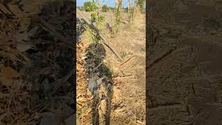 Semangka 3hst  cover dance farming farmer  irigasitetes  coversong gitar remix