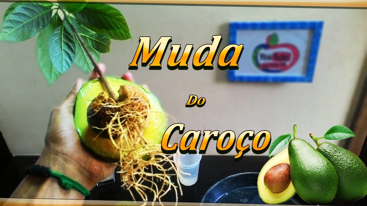 Como Germinar Caroço De Abacate
