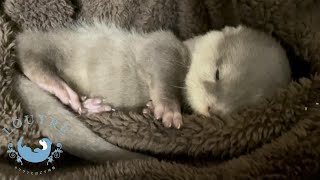 s otter baby grows older, mom's worries increase