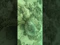 OCEAN LIFE 🐠Hawaii Underwater Footage 🎥