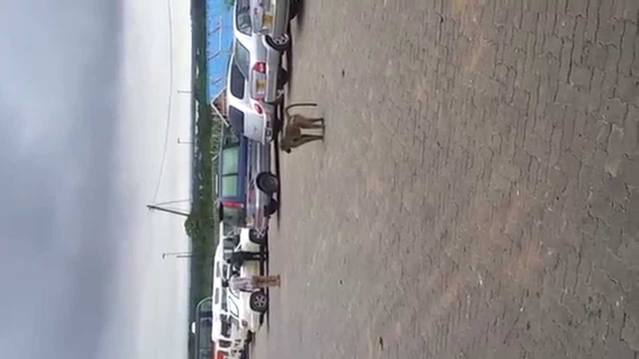 Baboons at Chirundu Border Post Zimbabwe