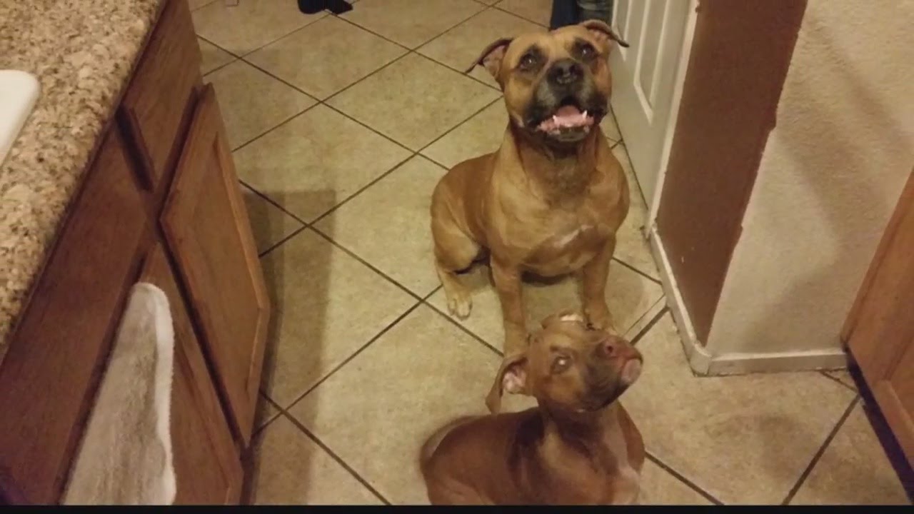 UPDATE Pit bull owner speaks out after dog killed YouTube