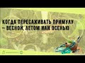 Когда пересаживать примулу — весной, летом или осенью