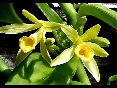 Muda Orquídea Baunilha (Vanilla Planifolia) Uso Culinário Promoção - thptnganamst.edu.vn