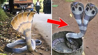 RAREST SNAKES in the world