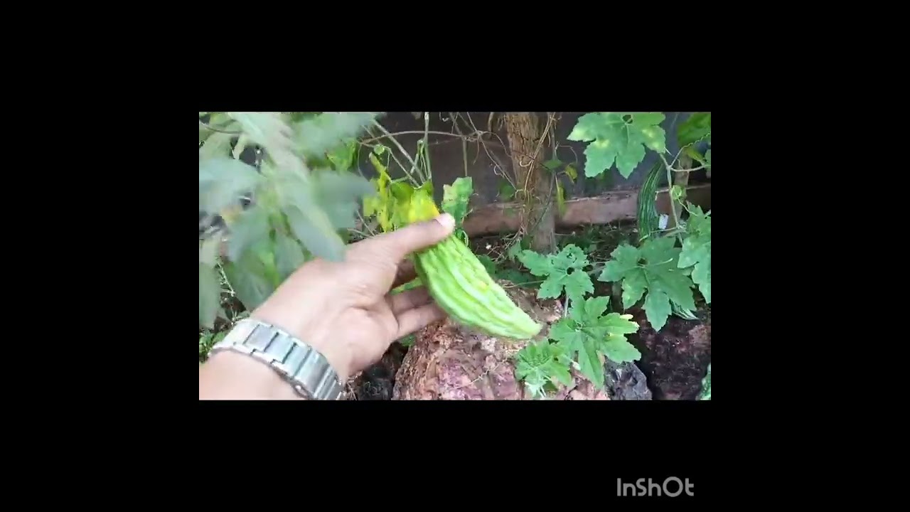 ಮನೆಯಲ್ಲಿ ತಯಾರಿಸಬಹುದು ನೈಸರ್ಗಿಕ ರಸಗೊಬ್ಬರ.....ಹೀಗೊಮ್ಮೆ ಮಾಡಿ ನೋಡಿ...