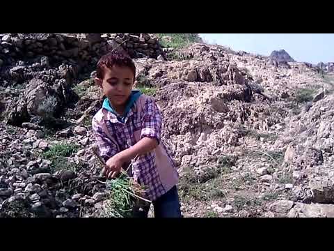 الا معين يالله يارازق الطير