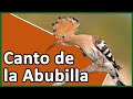 Canto Abubilla (Upupa epops)