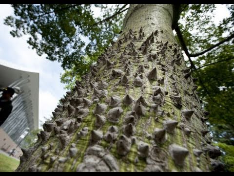 3600 Shades of Green: A Survey of CSUN's Trees