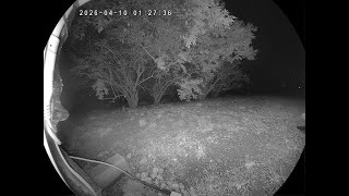 Cam 3:♥️ REPLAY 🌷Critter CamTV ☔️ | 24/7 Wild Animals & Birds | Spring Kentucky USA