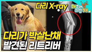 길거리를 떠돌다 교통사고로 다리가 덜렁거리는 채로 한 달 이상 방치되어 있던 리트리버. 다시 예전처럼 걸을 수 있을까?│#왜그러냥귀엽개