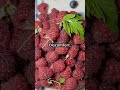 Discover the Health Benefits of Raspberry Leaf: Nature’s Herbal Remedy