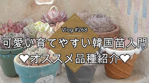 多肉植物 可愛い苗のご紹介と枯れ葉取りのお勧めピンセット Mp3
