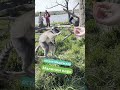 малиновые лемуры #dreamway #малинкипарк #путешествие #животные #travel #отдых #shortsvideo #shorts