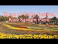 Home of Tulip Festival Kiso Sansen Park