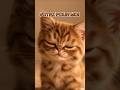 Le plus mignon de YouTube ? 🥺🐱🥰#pourtoi #humour #short #chat #vote