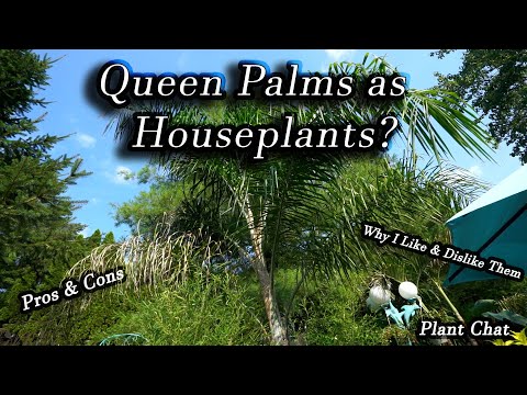 Video: Growing Queen Palms in Pots - How To Keep Queen Palm Houseplants