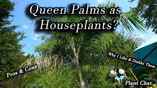 Growing Queen Palms Indoors screenshot 3