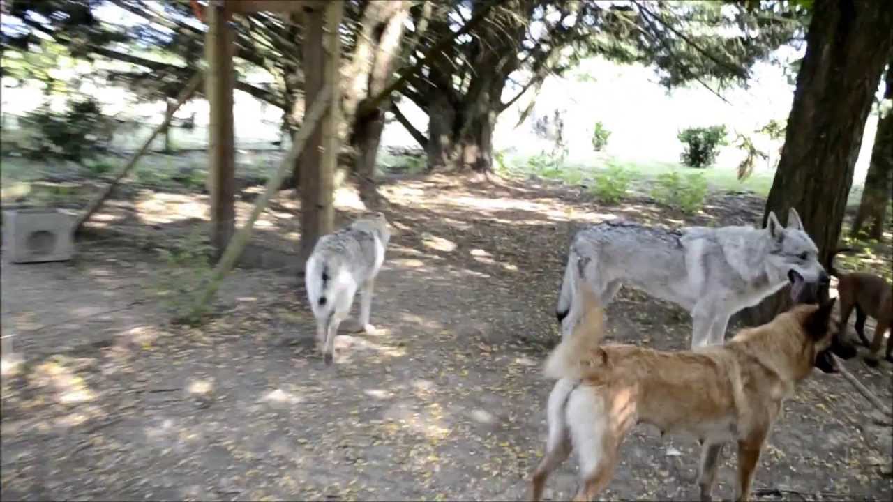 Chien Loup Tchécoslovaque Et Berger Malinois Elevage Gaia Vlka