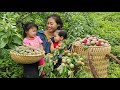 Single mother with two daughters  picking plums in the mountains  l th thy