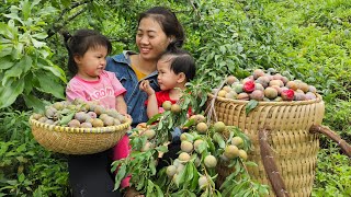 Single mother with two daughters  Picking plums in the mountains | Lý Thị Thụy