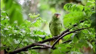Hayit Murat - Nature
