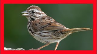 Song Sparrow Song! Song Sparrow Call! Song Sparrow Sound! - Gorrión Cantor Canto - Melospiza Melodia