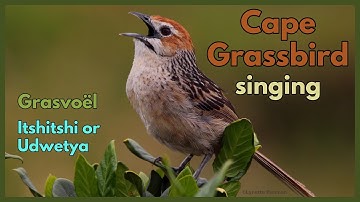 Cape Grassbird singing
