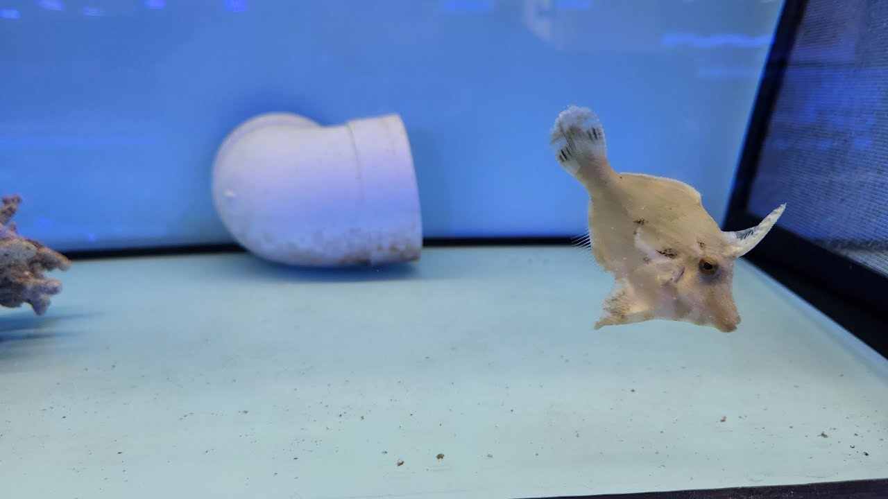 RARE FISH YOU WON'T BELIEVE EXISTED!!!🤗😉😍 saltwater aquarium, marine ...