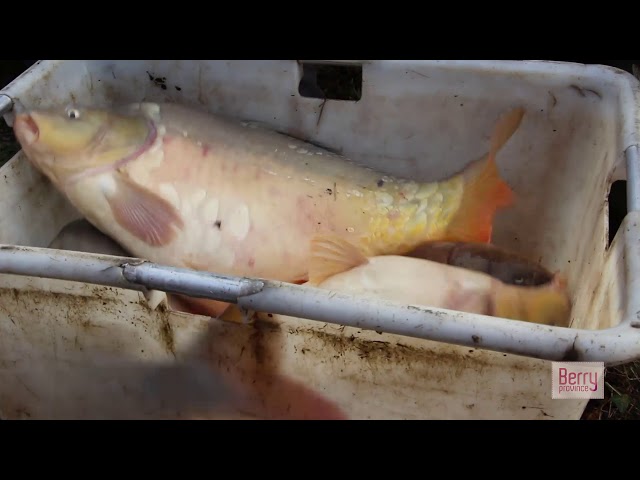 Coups de filets en Brenne : assistez à une pêche d'étang - Berry Province