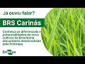 BRS Carinás
