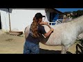 Cuidando dos Cavalos - Tropa Toda Reunida