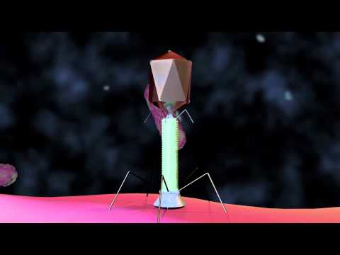 Bacteriophage T4 Virus - 3D Animation