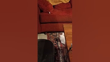 Cat & Mouse Game #catandmousegame