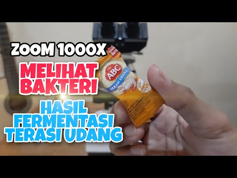 ZOOM 1000X MELIHAT BAKTERI TERASI UDANG!!!