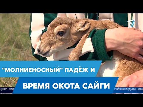 "Молниеносный" падёж и время окота сайги