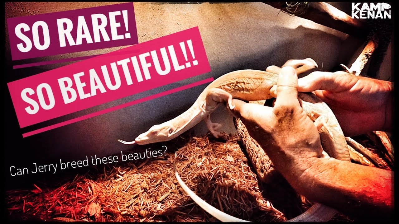 Albino Water Monitor Lizards!